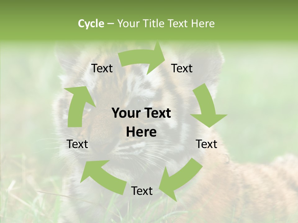 Tigris Nature White PowerPoint Template