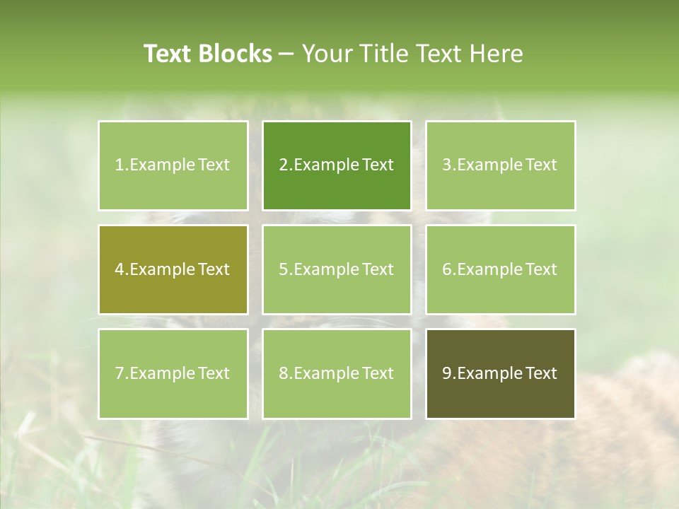 Tigris Nature White PowerPoint Template