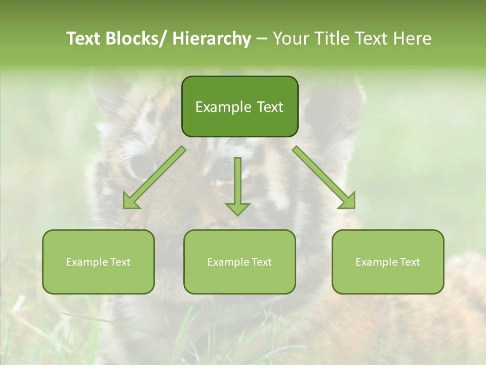 Tigris Nature White PowerPoint Template