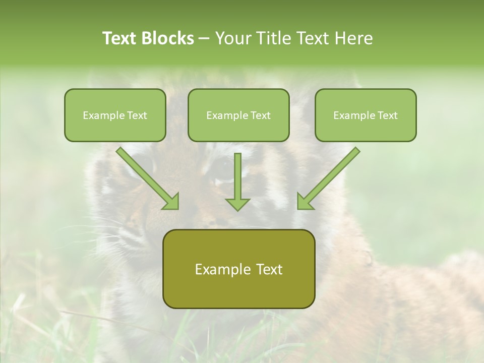 Tigris Nature White PowerPoint Template