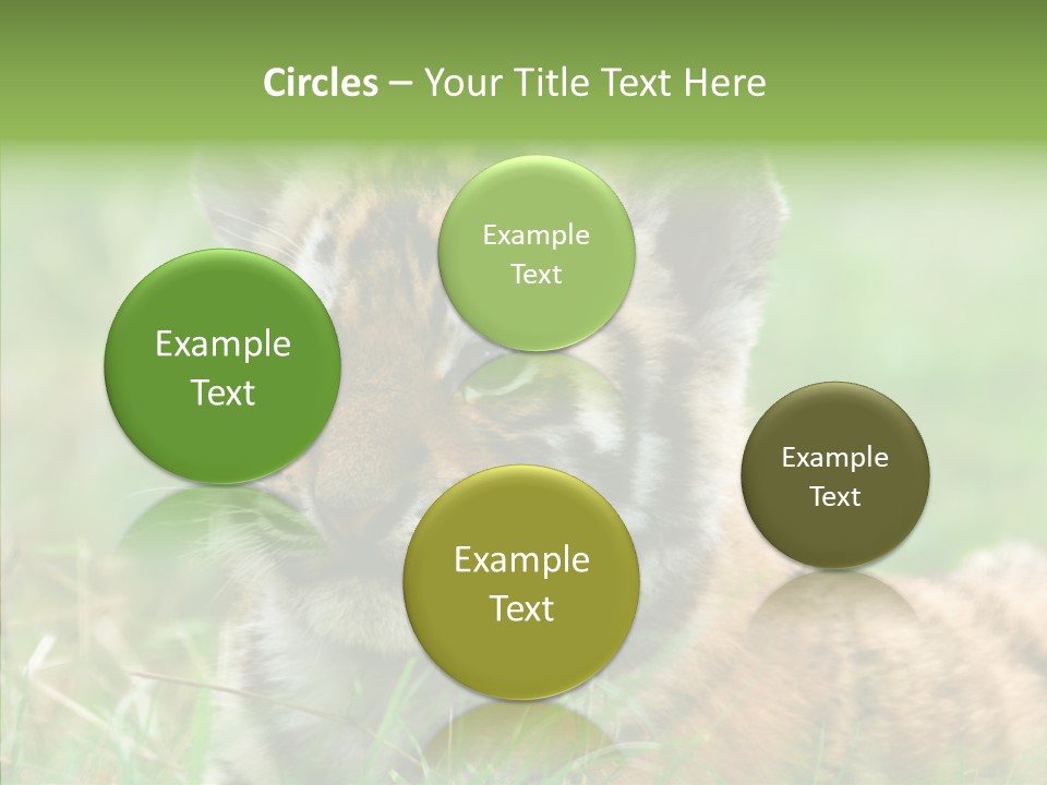 Tigris Nature White PowerPoint Template