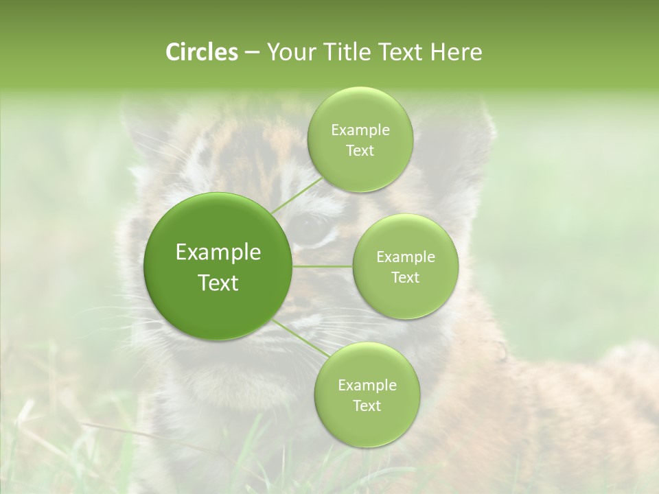 Tigris Nature White PowerPoint Template
