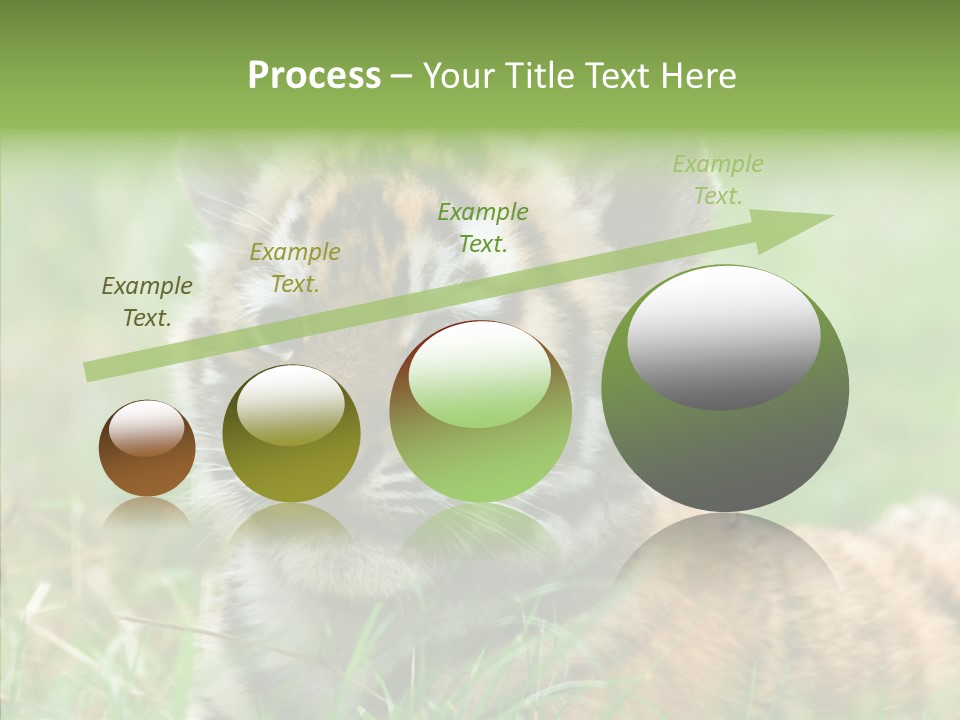 Tigris Nature White PowerPoint Template
