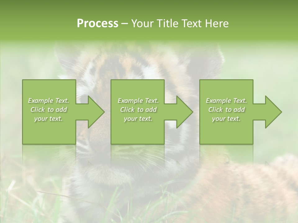 Tigris Nature White PowerPoint Template