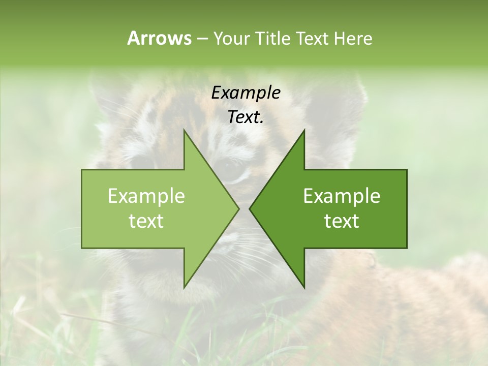 Tigris Nature White PowerPoint Template