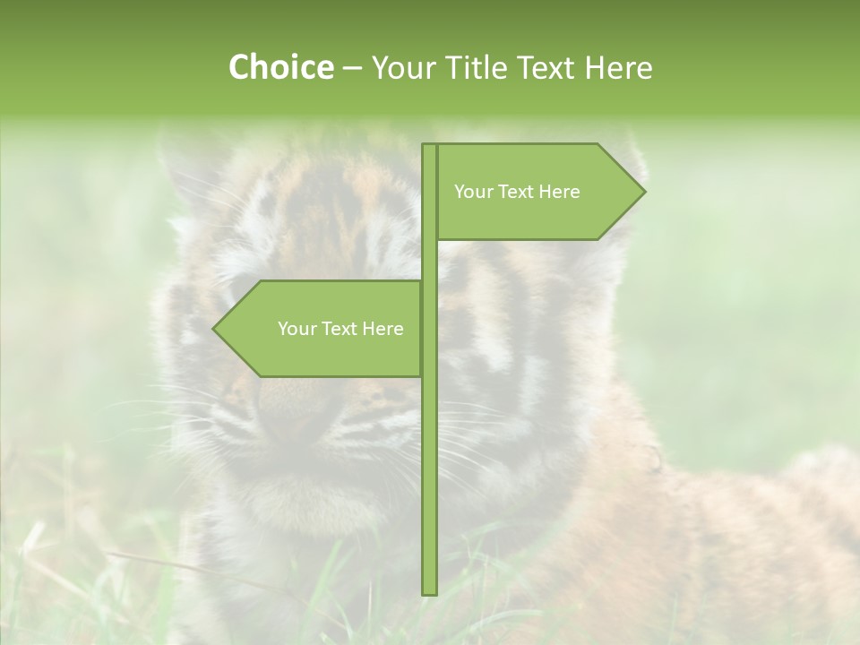 Tigris Nature White PowerPoint Template