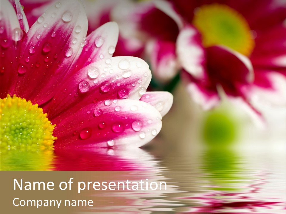 Pretty Blossoming Daisies PowerPoint Template