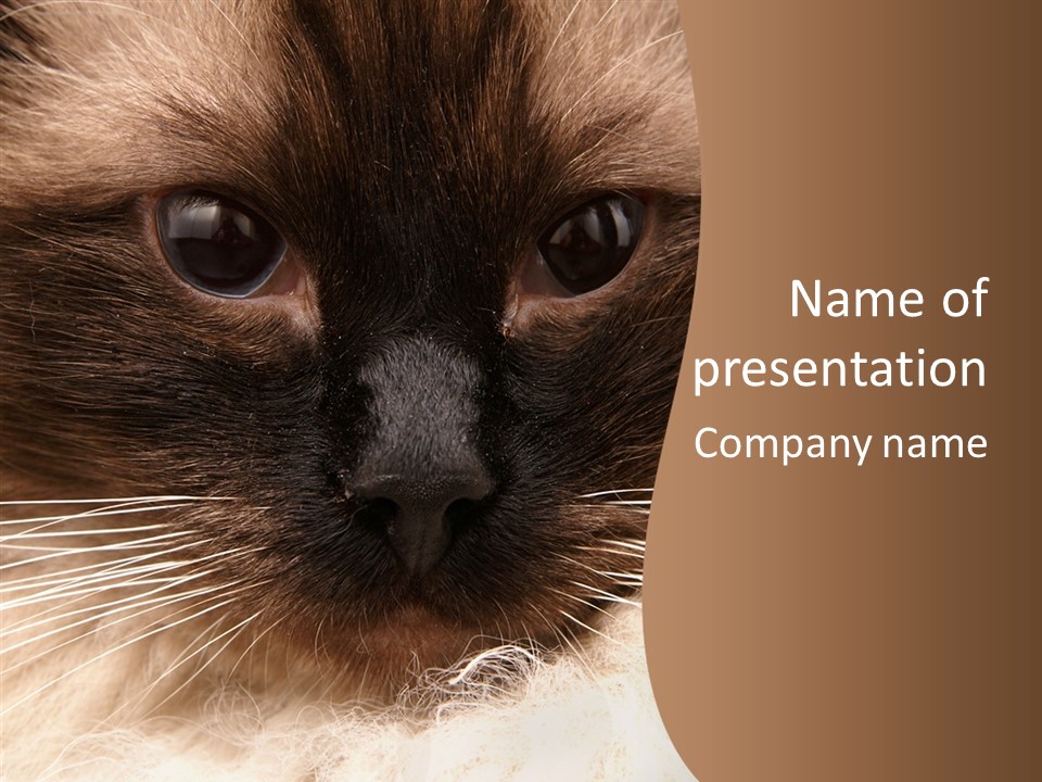 Stare Attention Space PowerPoint Template