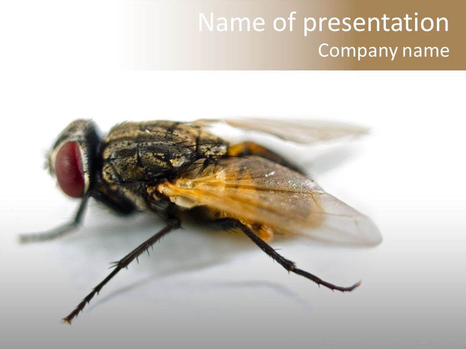 Pest Housefly Legs PowerPoint Template