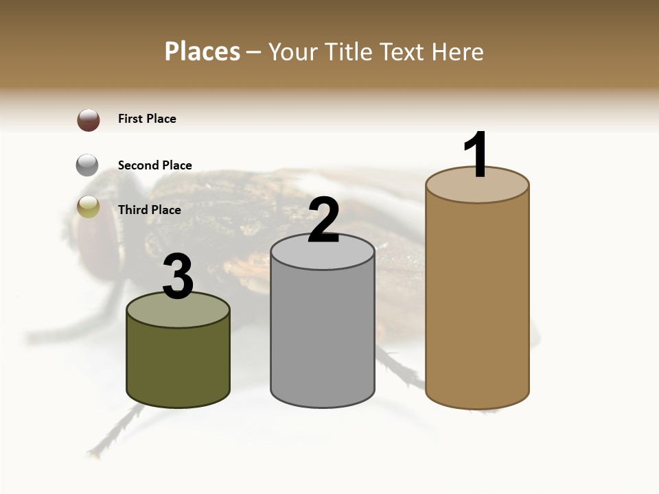 Pest Housefly Legs PowerPoint Template