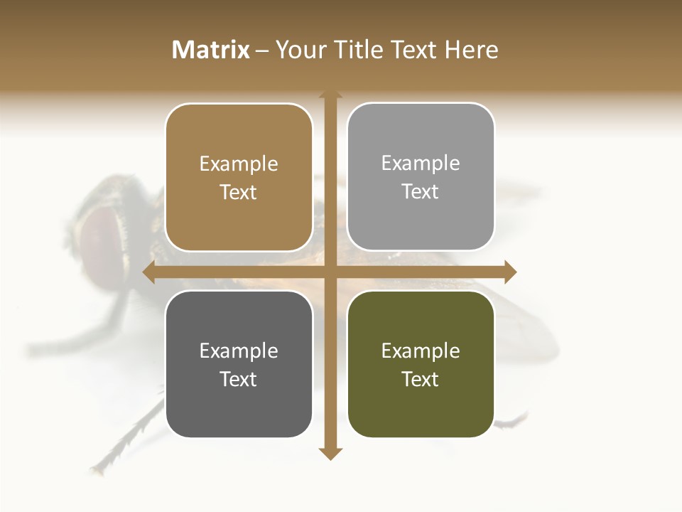 Pest Housefly Legs PowerPoint Template