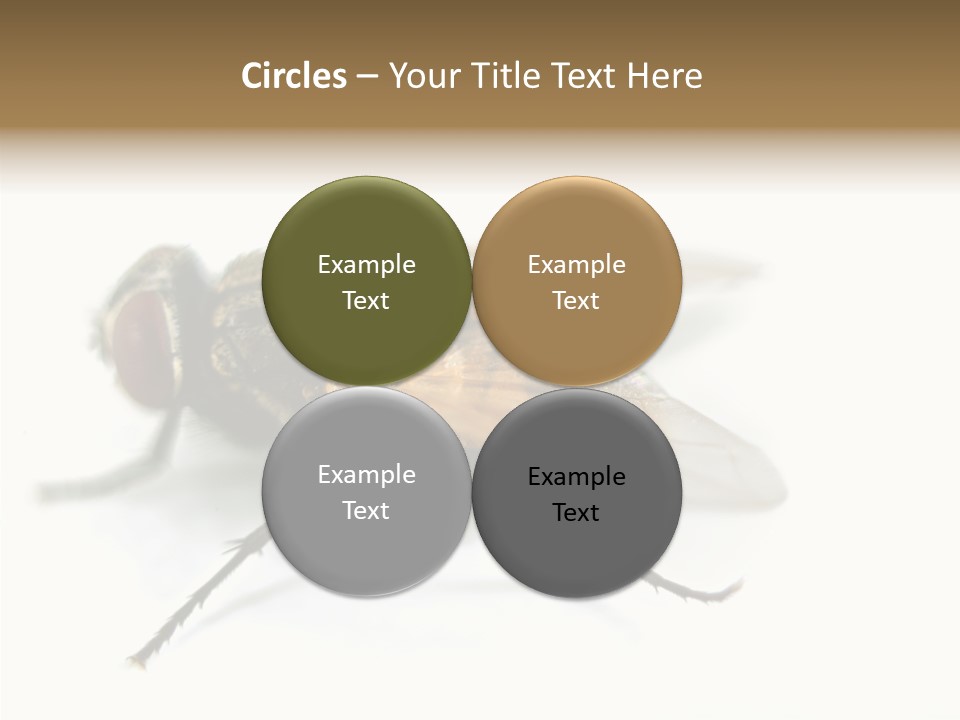 Pest Housefly Legs PowerPoint Template