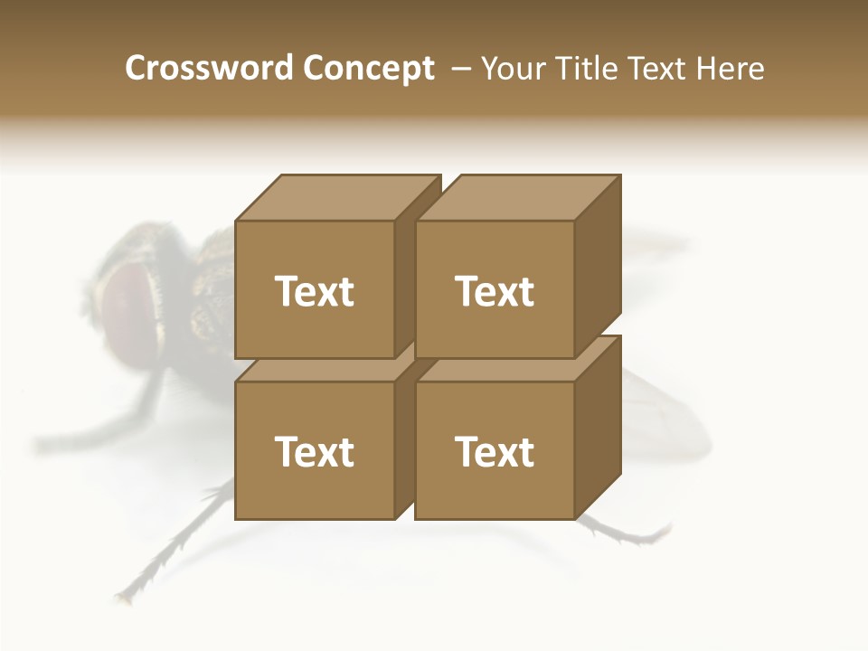 Pest Housefly Legs PowerPoint Template