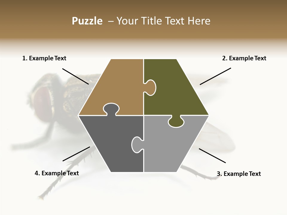 Pest Housefly Legs PowerPoint Template