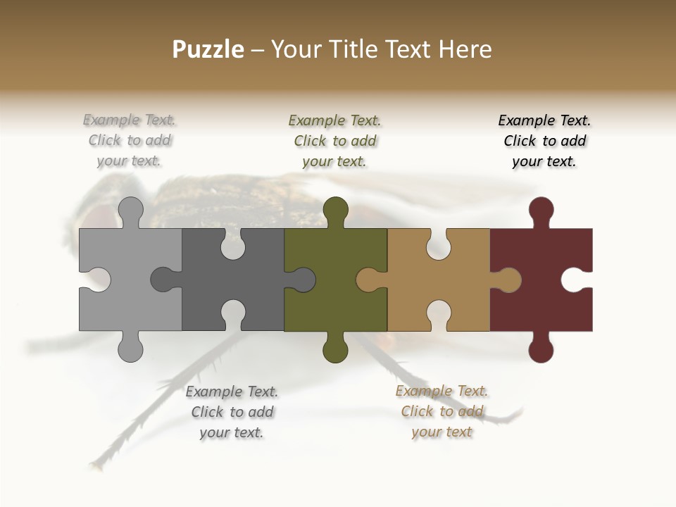 Pest Housefly Legs PowerPoint Template