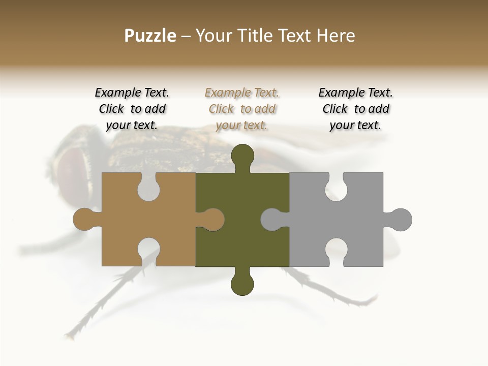 Pest Housefly Legs PowerPoint Template