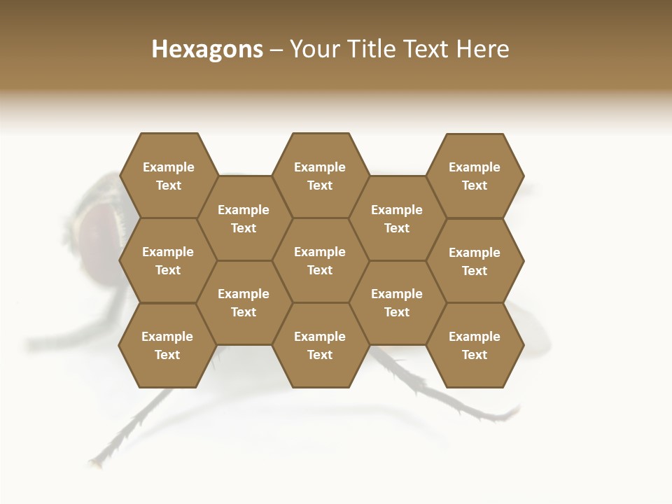 Pest Housefly Legs PowerPoint Template