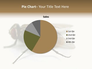 Pest Housefly Legs PowerPoint Template