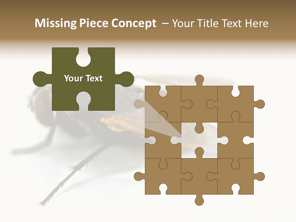Pest Housefly Legs PowerPoint Template