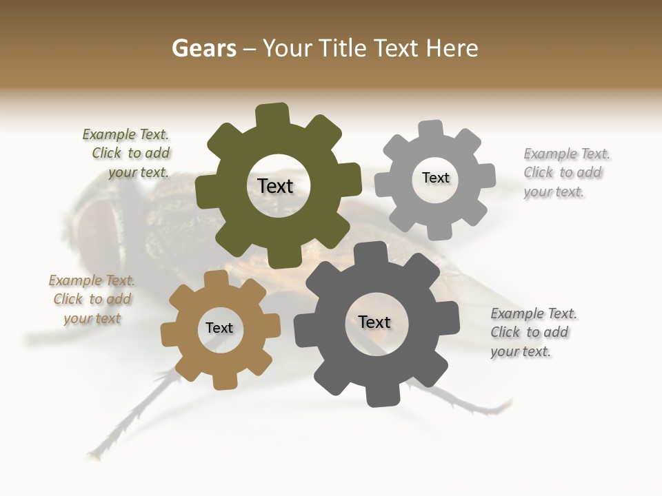 Pest Housefly Legs PowerPoint Template