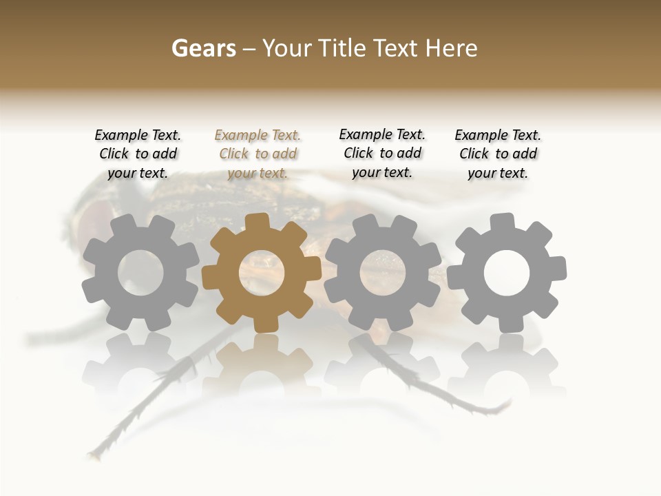 Pest Housefly Legs PowerPoint Template