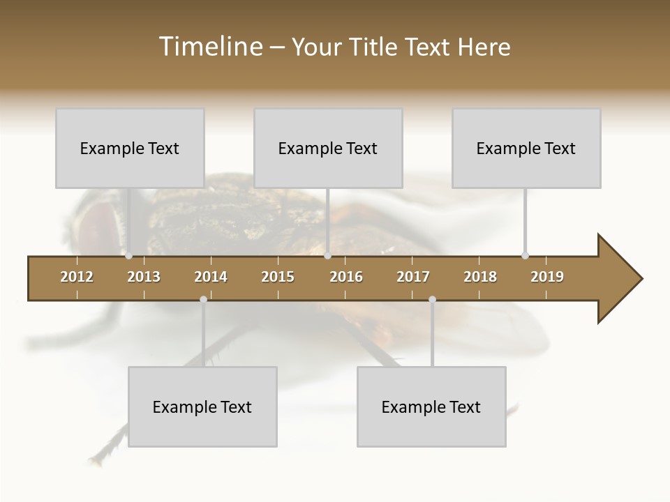Pest Housefly Legs PowerPoint Template