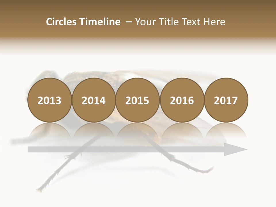 Pest Housefly Legs PowerPoint Template