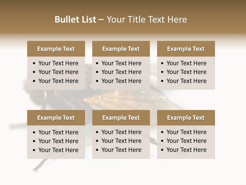 Pest Housefly Legs PowerPoint Template