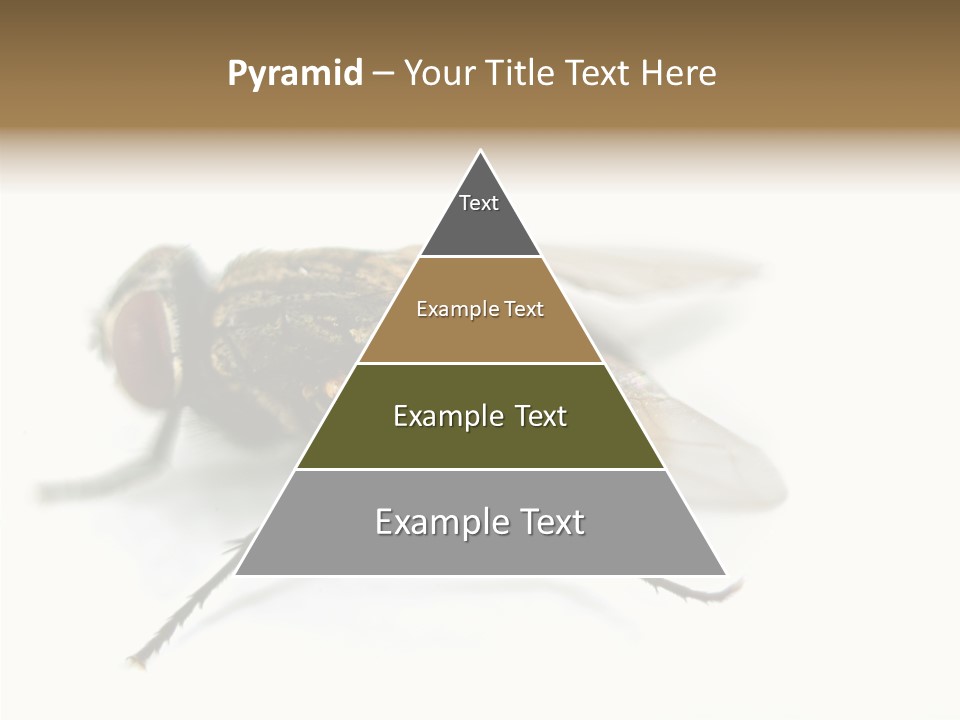 Pest Housefly Legs PowerPoint Template