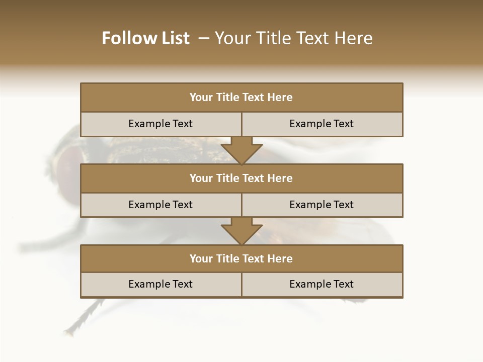 Pest Housefly Legs PowerPoint Template