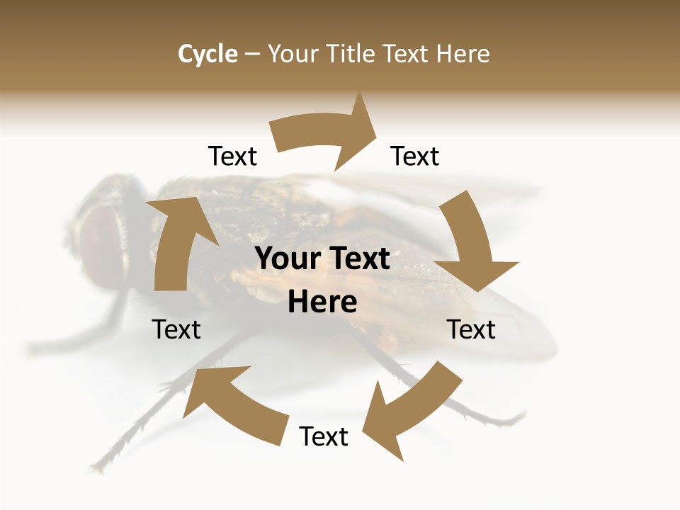 Pest Housefly Legs PowerPoint Template