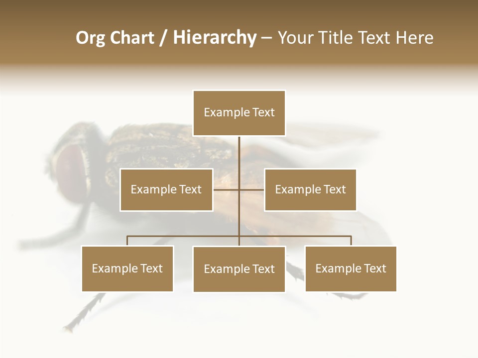 Pest Housefly Legs PowerPoint Template