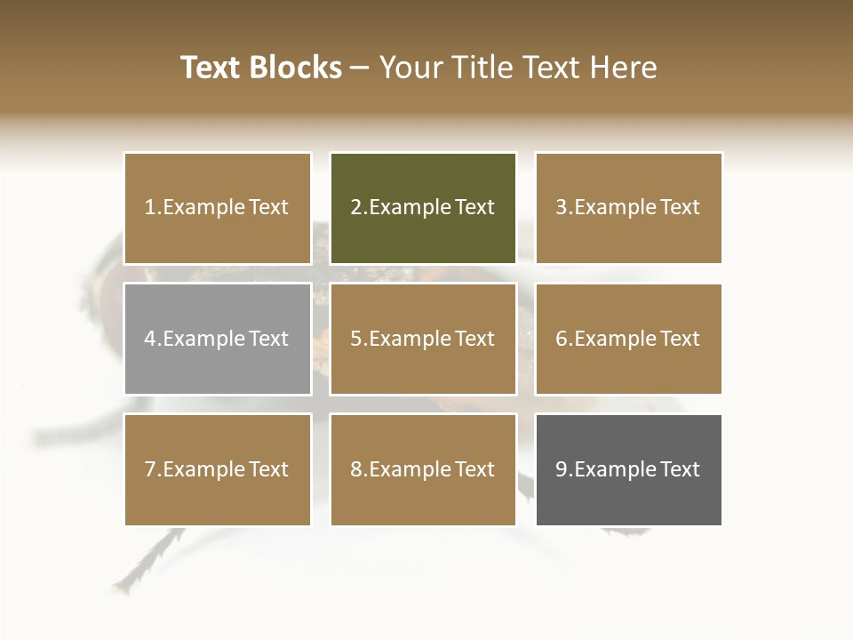 Pest Housefly Legs PowerPoint Template