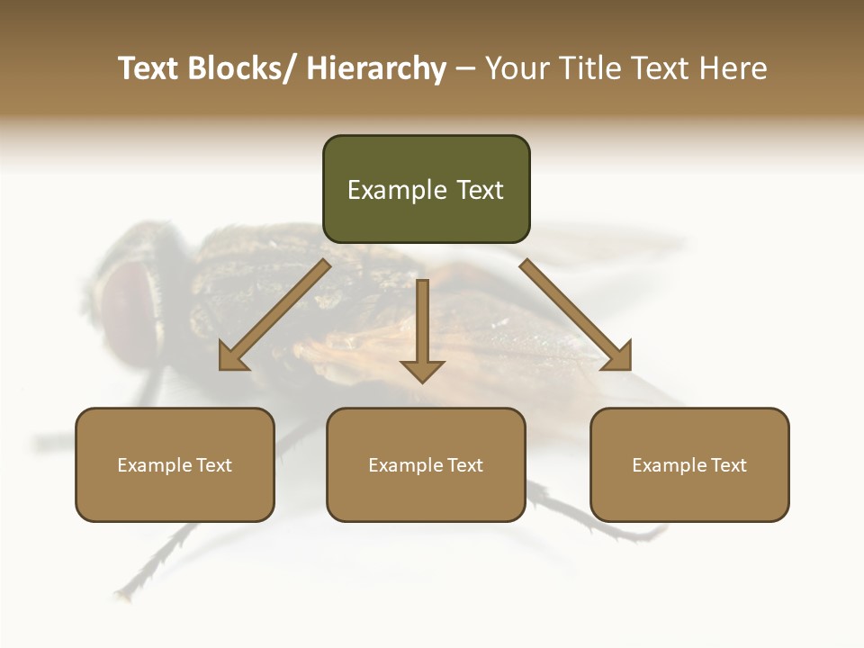 Pest Housefly Legs PowerPoint Template