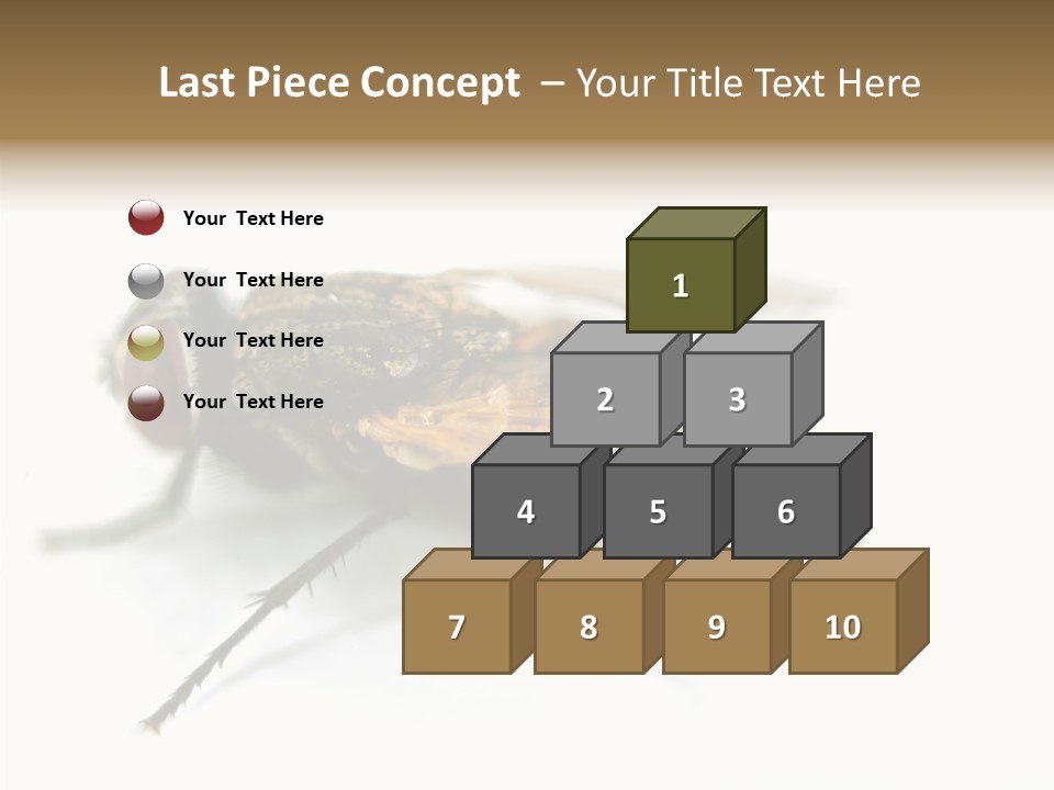 Pest Housefly Legs PowerPoint Template