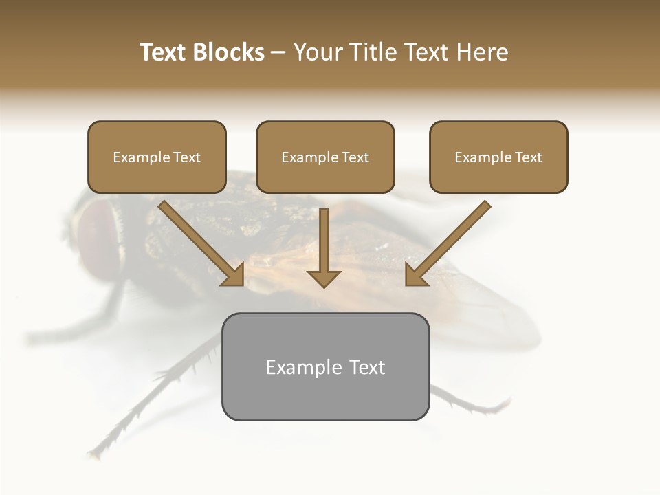 Pest Housefly Legs PowerPoint Template