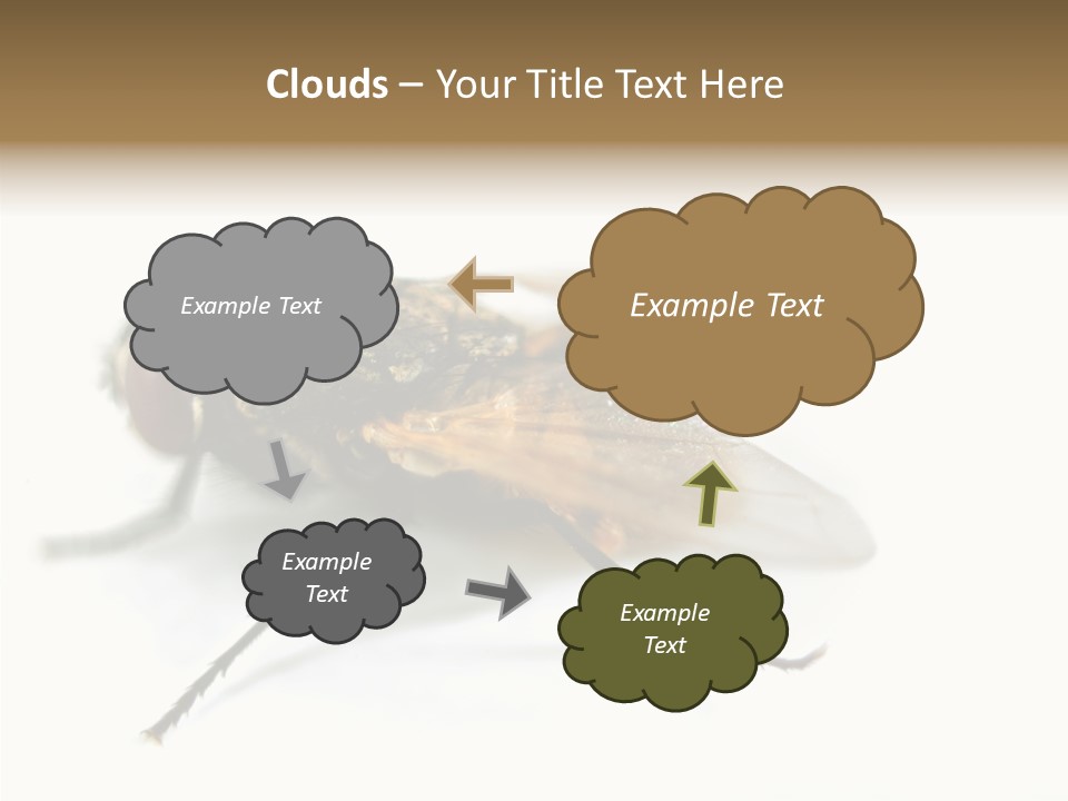 Pest Housefly Legs PowerPoint Template