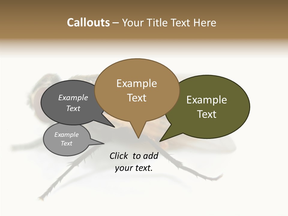 Pest Housefly Legs PowerPoint Template