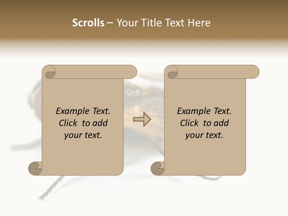 Pest Housefly Legs PowerPoint Template