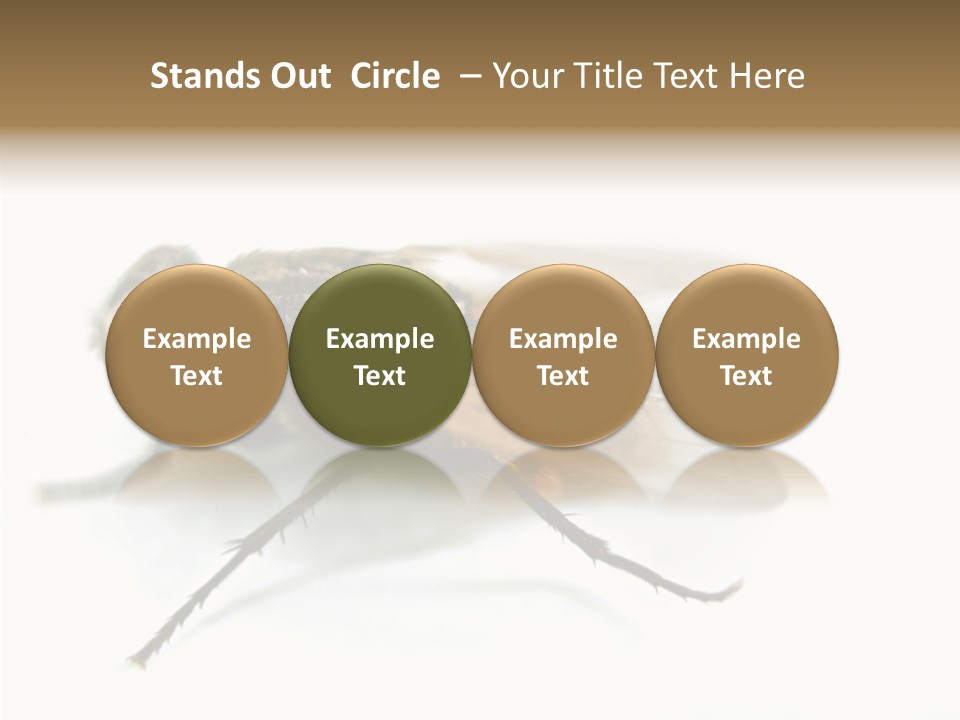 Pest Housefly Legs PowerPoint Template