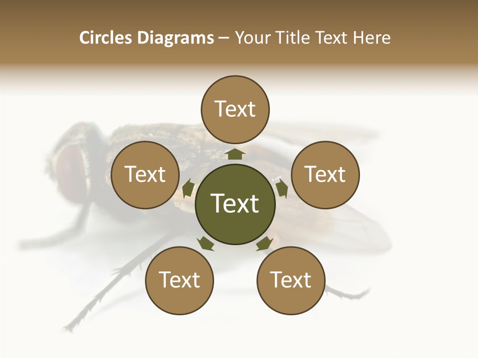 Pest Housefly Legs PowerPoint Template