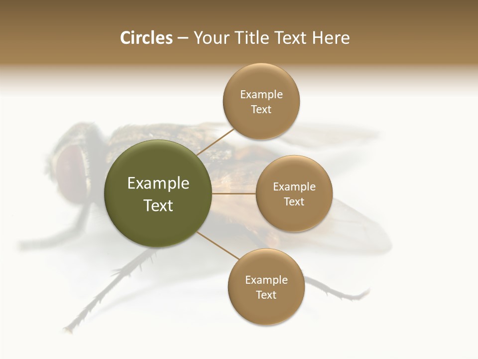 Pest Housefly Legs PowerPoint Template