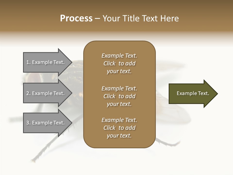 Pest Housefly Legs PowerPoint Template