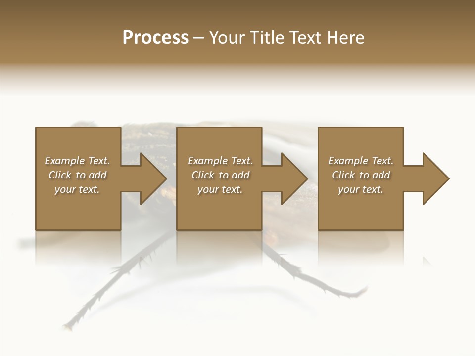 Pest Housefly Legs PowerPoint Template