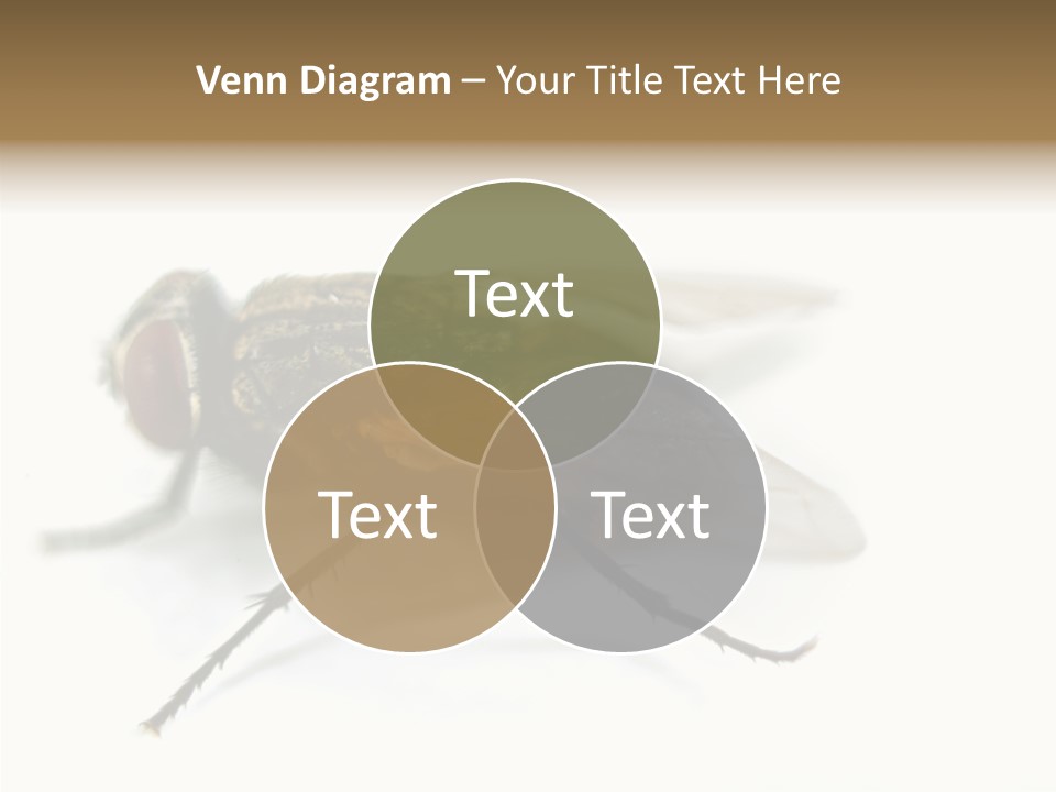 Pest Housefly Legs PowerPoint Template