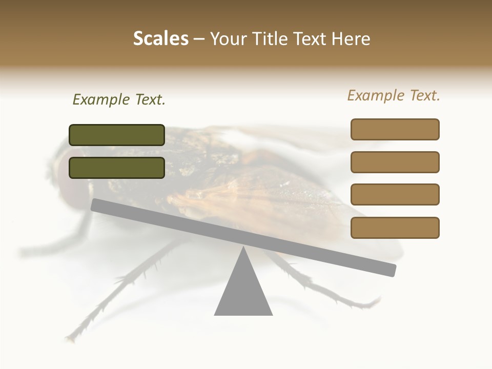 Pest Housefly Legs PowerPoint Template