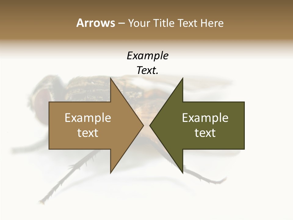 Pest Housefly Legs PowerPoint Template
