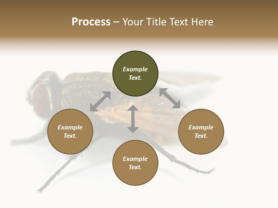 Pest Housefly Legs PowerPoint Template