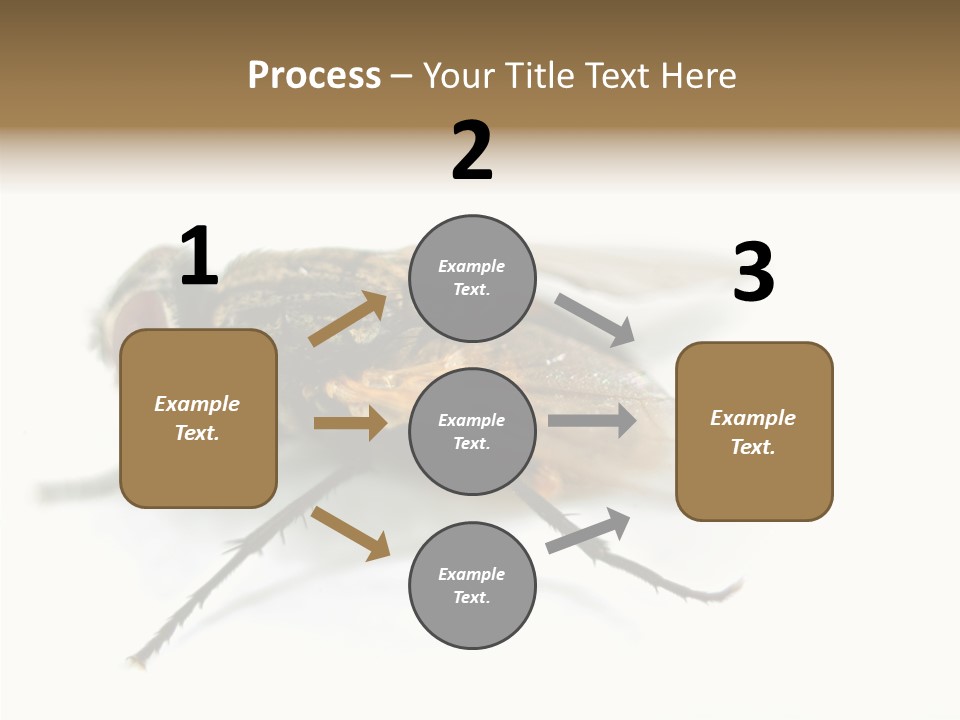Pest Housefly Legs PowerPoint Template