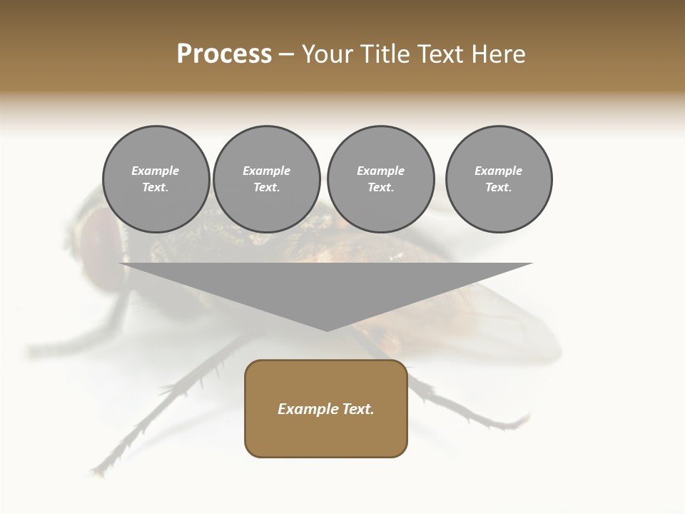 Pest Housefly Legs PowerPoint Template